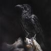 Użytkownik BlackRaven