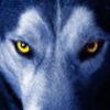 Użytkownik WereWolfMax
