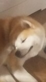 HeheheCO