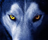 Użytkownik WereWolfMax