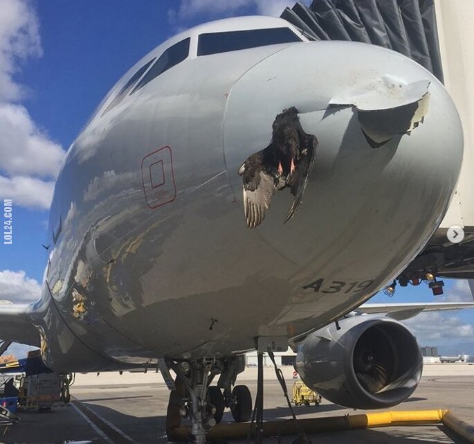 FAIL : Ptak uderzył podczas lodowania w dziób samolotu - Miami International