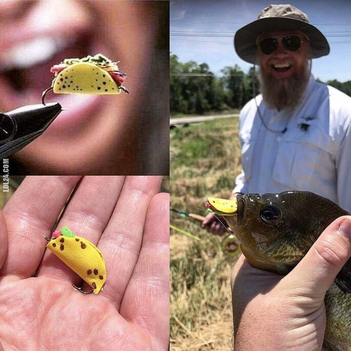 zwierzak : Łowienie ryb na miniaturowe taco