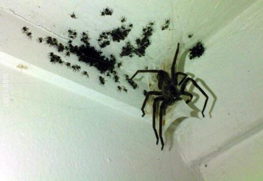 zwierzak : Urocza rodzinka pająków