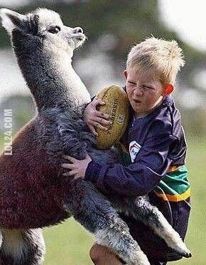 sport : lama & dzieciak - rugby