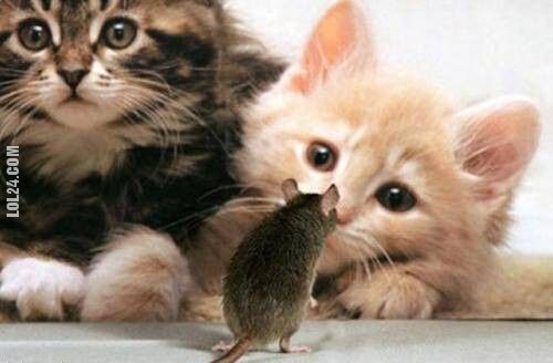 urocza, słodka : kotki i myszka