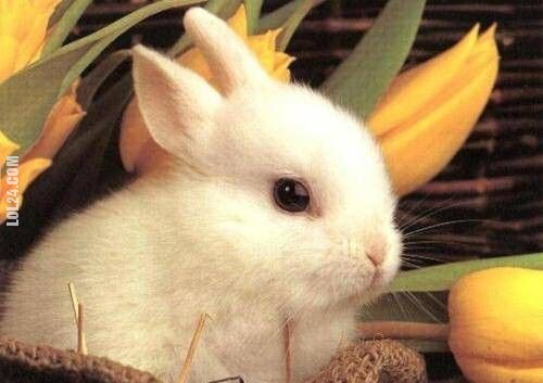 urocza, słodka : króliczek