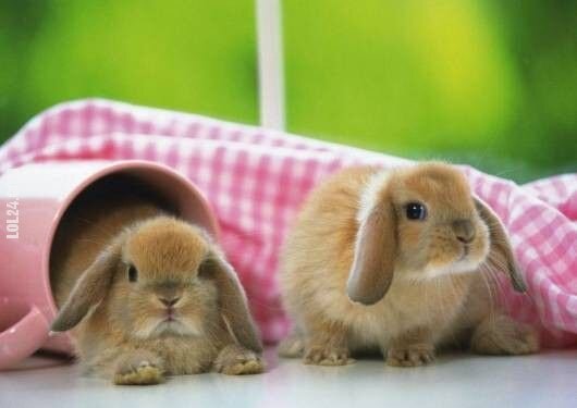 urocza, słodka : króliczki