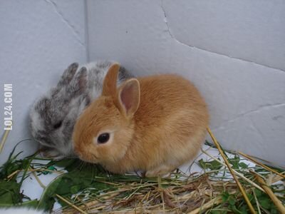 urocza, słodka : Dwa króliczki w rogu