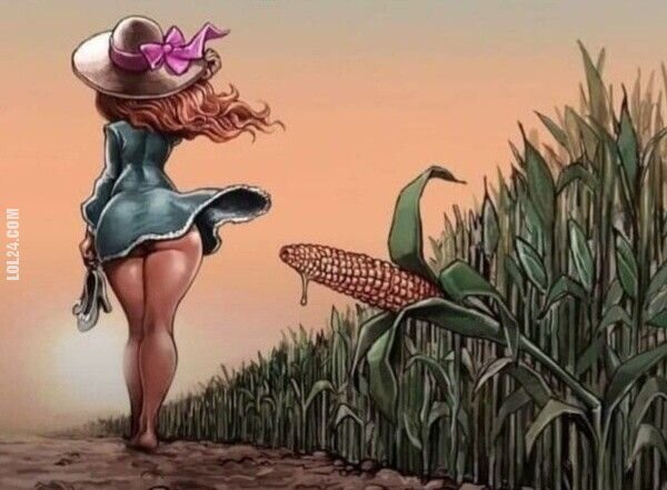rysunek : Pola kukurydzy