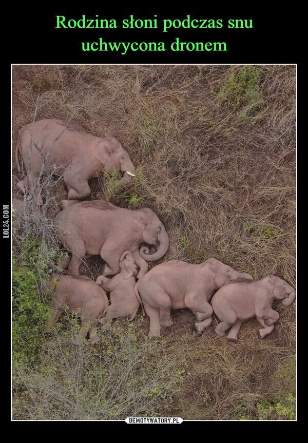 zwierzak : Rodzina słoni podczas snu