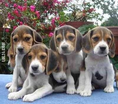 urocza, słodka : Pięć beagle