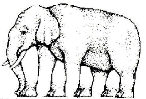 złudzenie : Ile widzisz nóg u słonia?