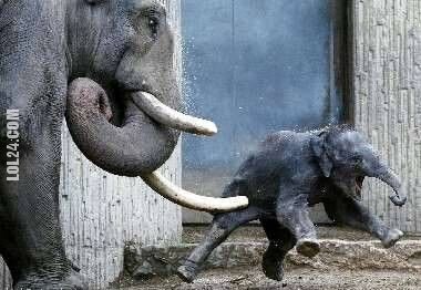 zwierzak : słoniątko dostało cios