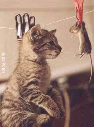zwierzak : kot torturuje mysz