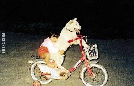 zwierzak : pies wozi dzieciaka ona rowerze