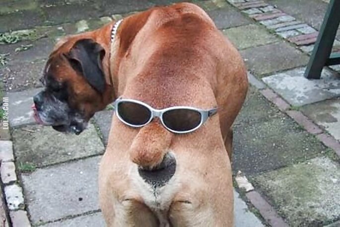 zwierzak : Pies z okularami na tyłku