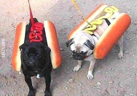 zwierzak : hot dogi, dosłownie