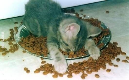 zwierzak : zasną przy jedzeniu
