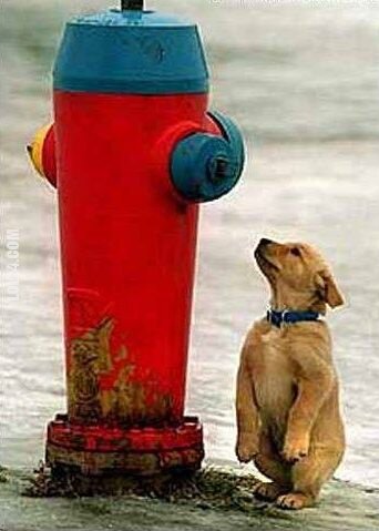 zwierzak : duży hydrant i piesek