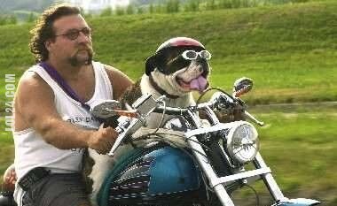 zwierzak : pies na motocyklu