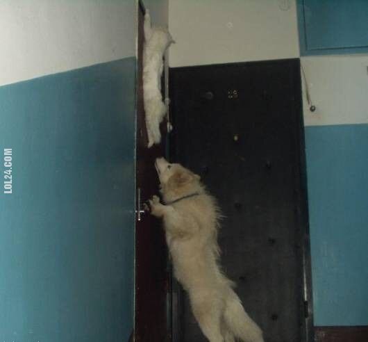 zwierzak : kot na drzwiach