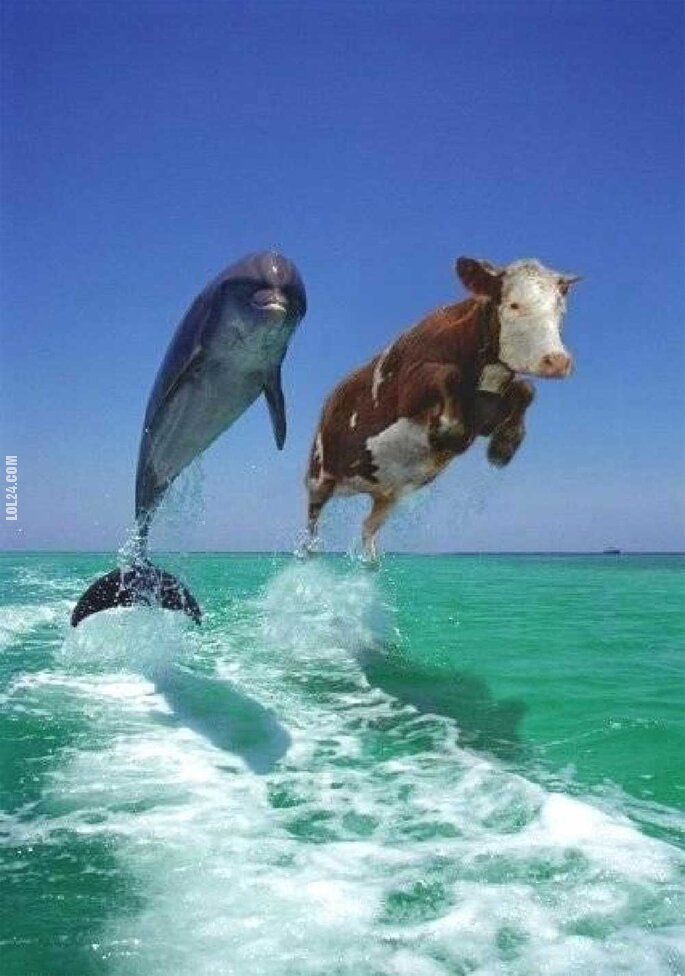 zwierzak : Delfin & Krowa