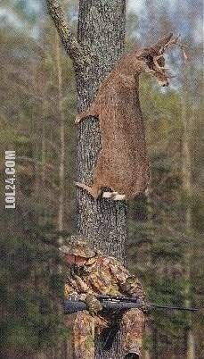 zwierzak : jeleń na drzewie