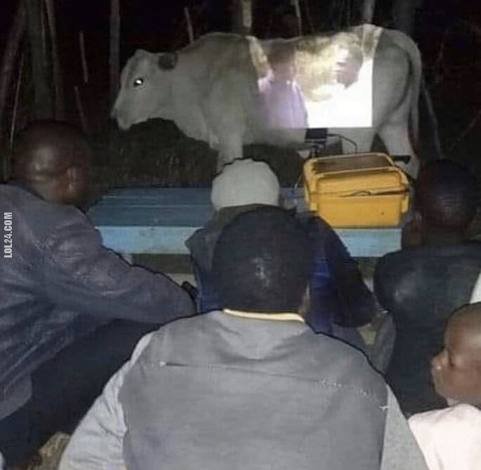 technologia : Kino na krowie