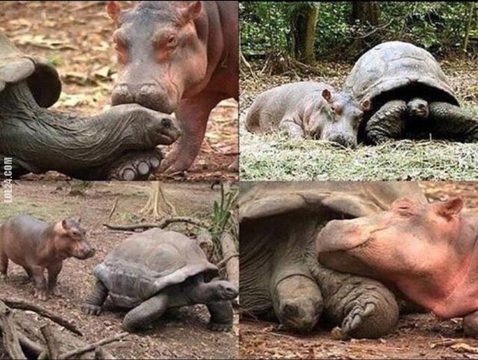 zwierzak : Przyjaźń hipopotama z żółwiem