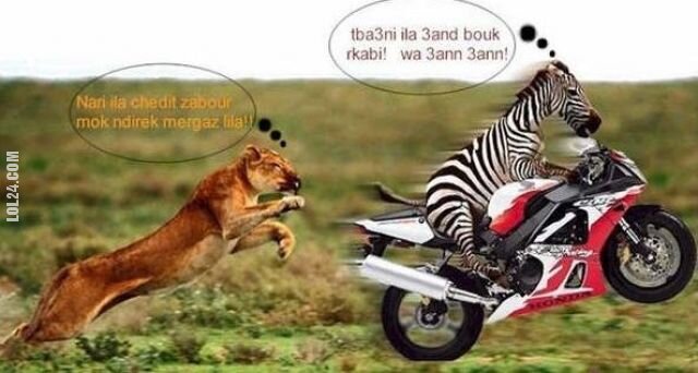 zwierzak : zebra na motorze