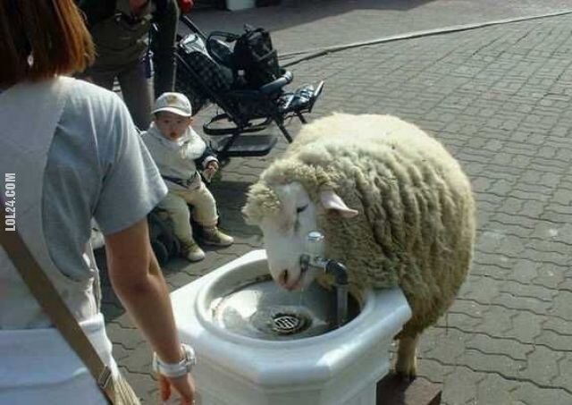 zwierzak : owca pije wode