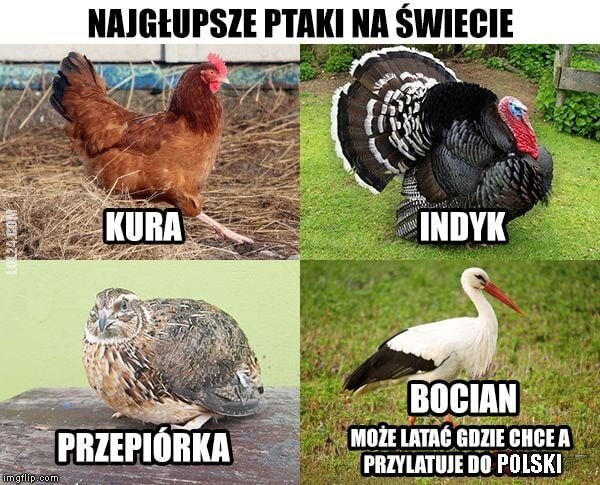 MEM : Głupie ptaki