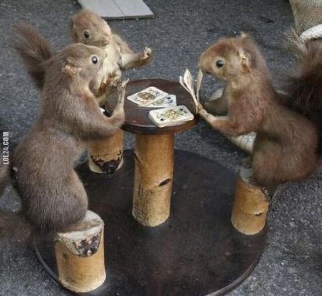 zwierzak : wiewiórki grają w pokera