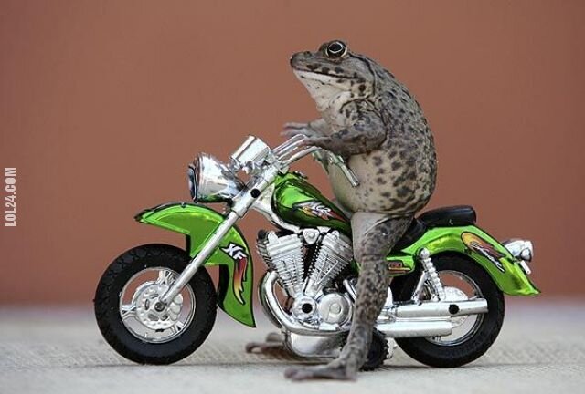 zwierzak : żaba na motocyklu