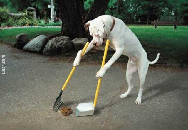 zwierzak : pies sprząta po sobie