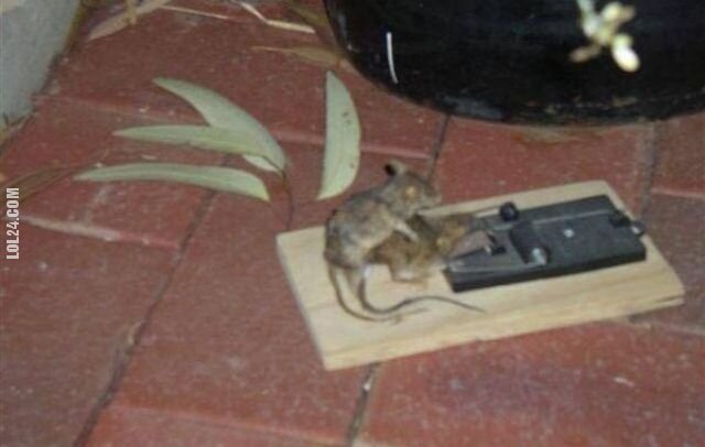 zwierzak : Pułapka na myszy, ironia losu
