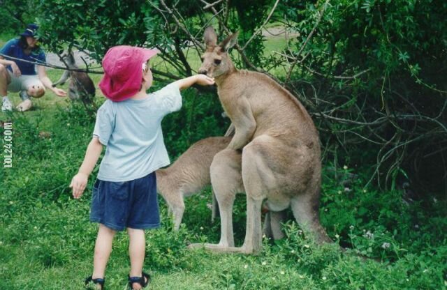 dzieciak : kangury i dzieciak