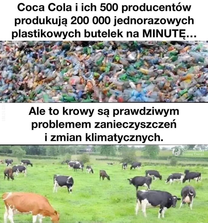 MEM : Problemy klimatyczne z krowami