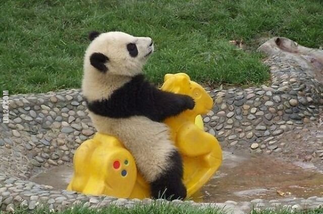 zwierzak : Panda na placu zabaw