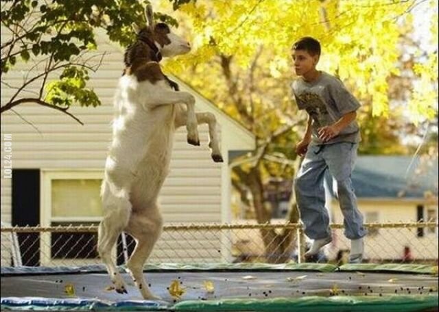 zwierzak : Koza na trampolinie