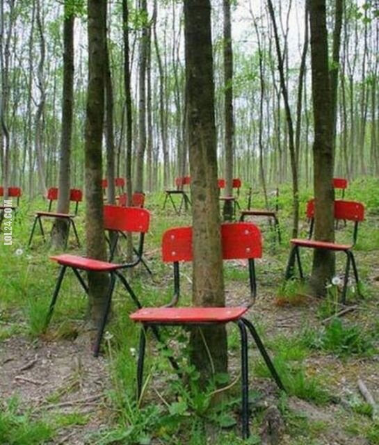 inne : Krzesła w lesie