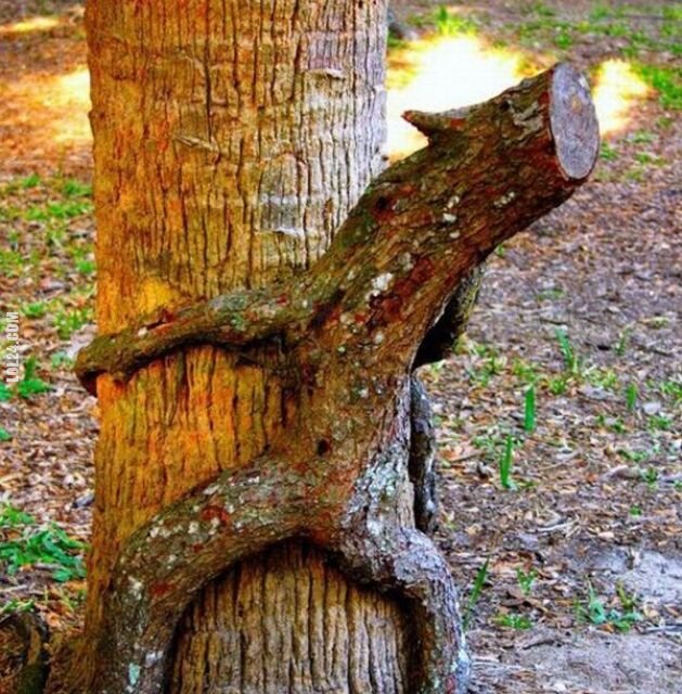 rzeźba, figurka : Sex drzewo