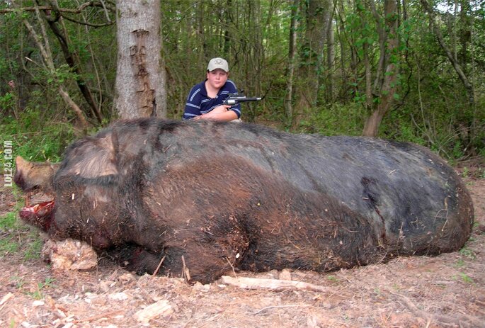 zwierzak : Świnia gigant!