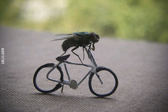 zwierzak : Mucha na rowerze
