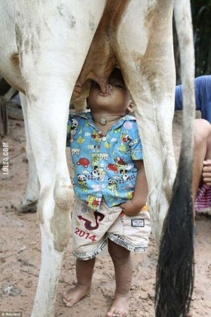 dzieciak : Najlepsze mleko... prosto od krowy!