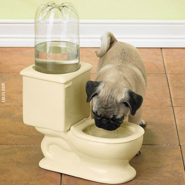 zwierzak : Miska z wodą dla psa
