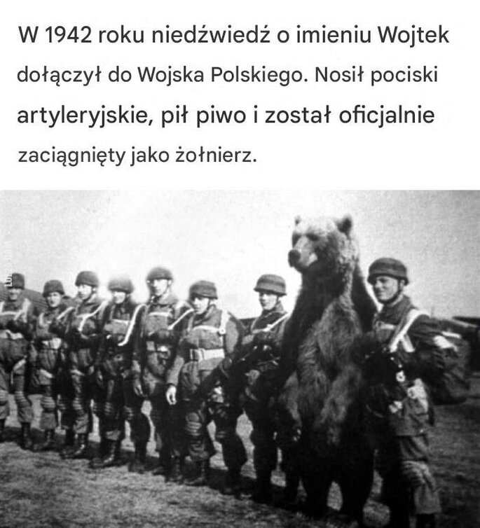 ciekawostka : Niedźwiedź o imieniu Wojtek w wojsku