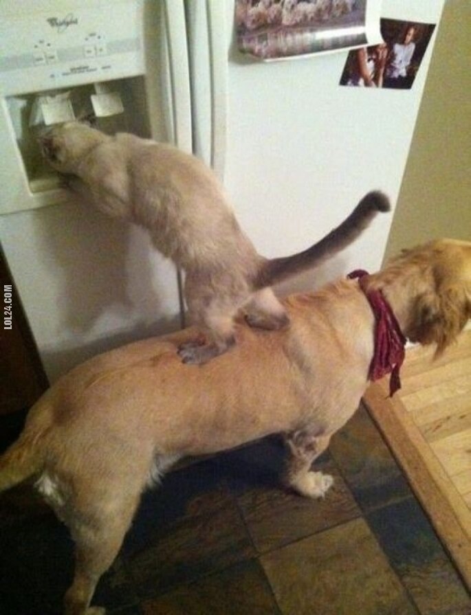 zwierzak : Pies i Kot, wspólne działania