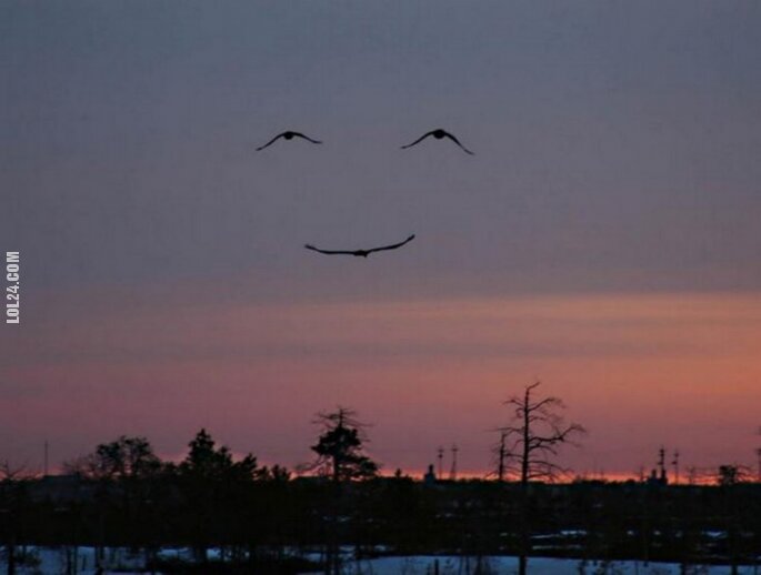 złudzenie : Ptaki z uśmiechem
