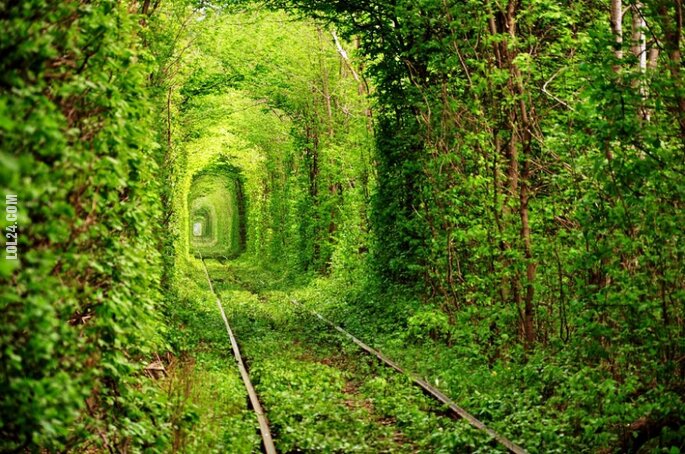inne : Tunel przez las